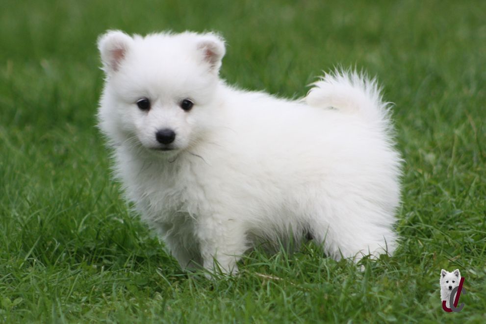 du clos jennyfer - Chiot disponible  - Spitz japonais