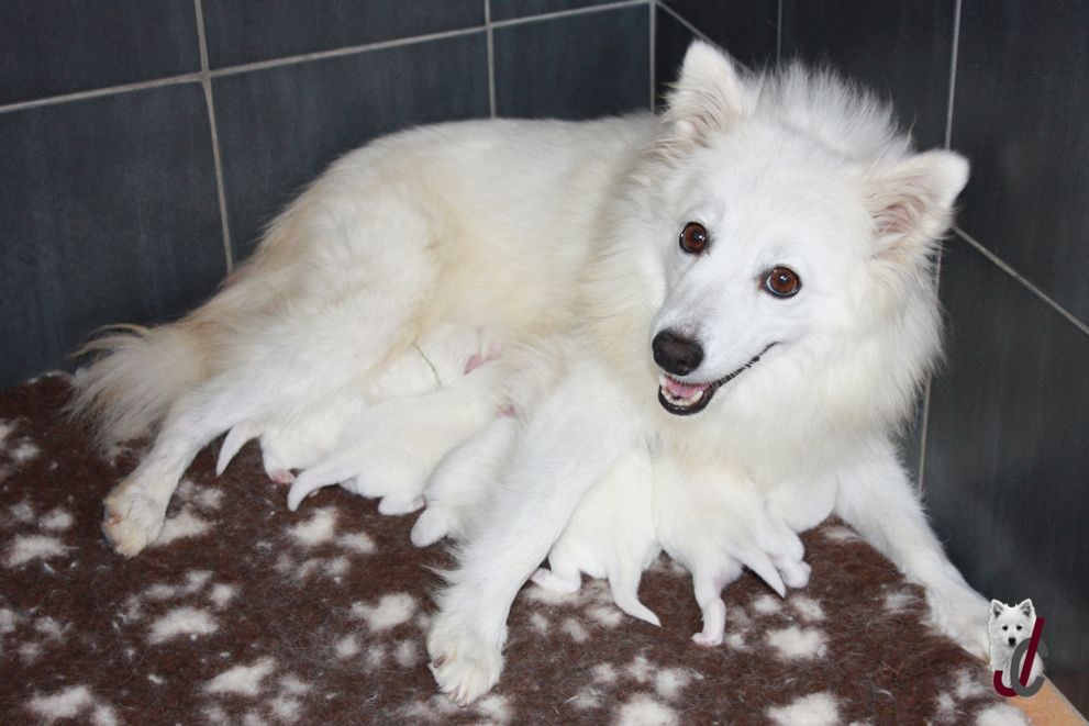 chiot Spitz japonais du clos jennyfer