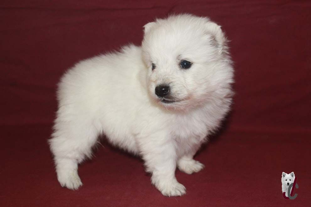 du clos jennyfer - Chiot disponible  - Spitz japonais