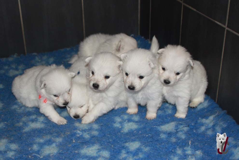 chiot Spitz japonais du clos jennyfer