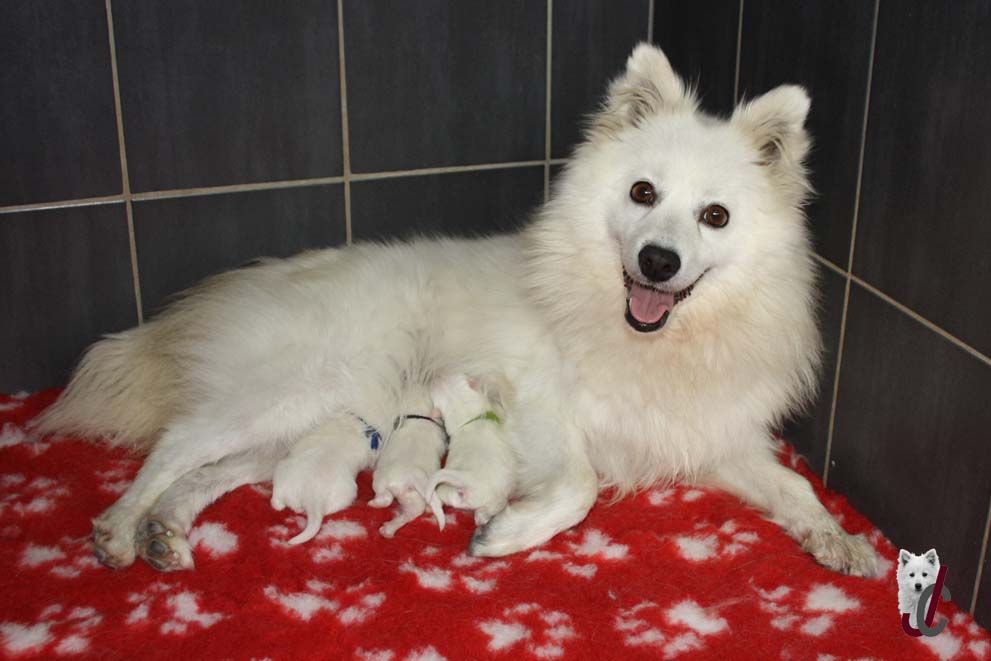 chiot Spitz japonais du clos jennyfer