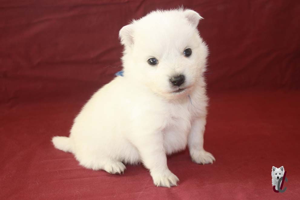 du clos jennyfer - Chiot disponible  - Spitz japonais