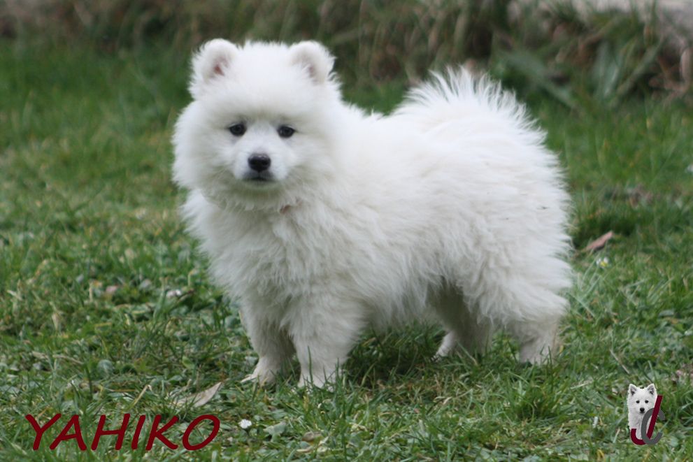 du clos jennyfer - Chiot disponible  - Spitz japonais