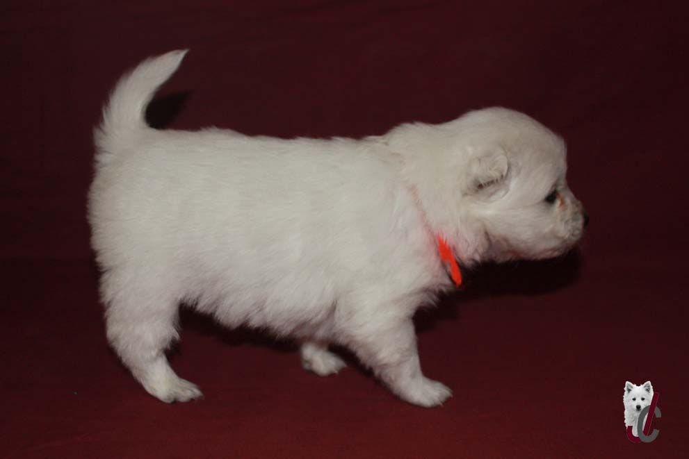 du clos jennyfer - Chiot disponible  - Spitz japonais