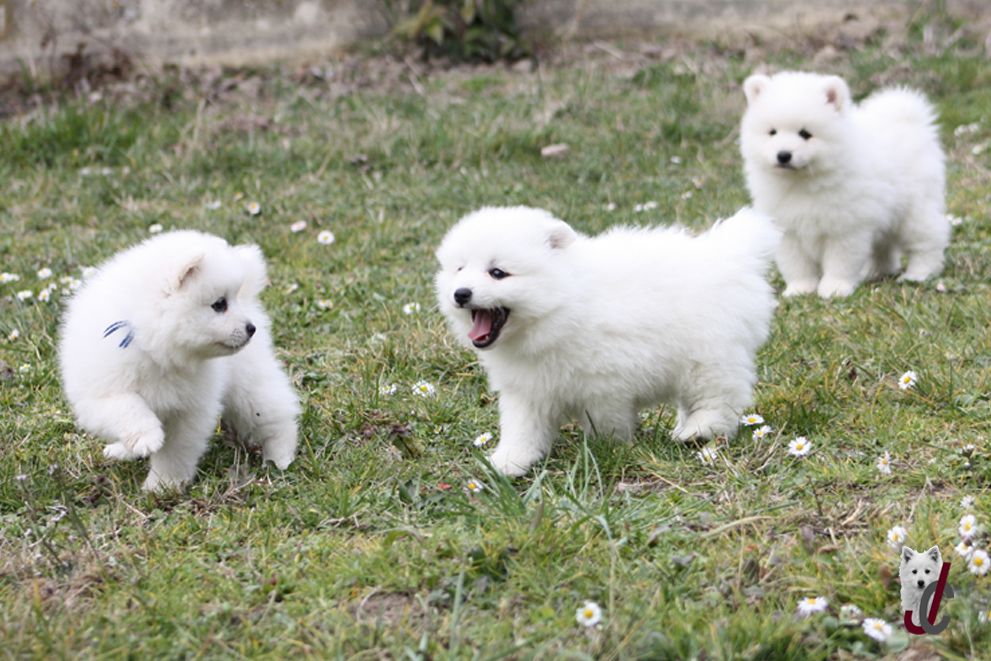 chiot Spitz japonais du clos jennyfer