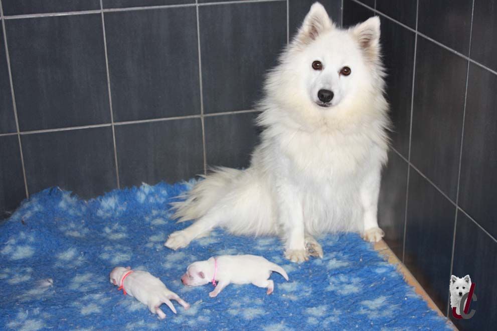 chiot Spitz japonais du clos jennyfer