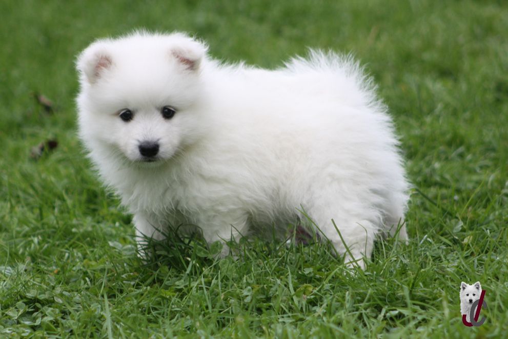 du clos jennyfer - Chiot disponible  - Spitz japonais