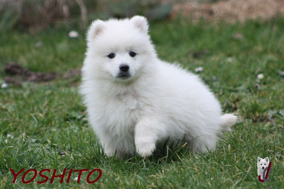 du clos jennyfer - Chiot disponible  - Spitz japonais