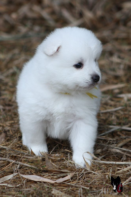 CHIOT collier jaune - UNEKO CHANEL