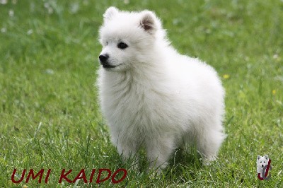 CHIOT collier vert - Umi Kaido