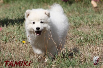 CHIOT collier bleu - TAMIKI