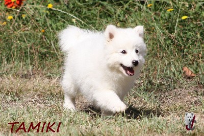 CHIOT collier bleu - TAMIKI