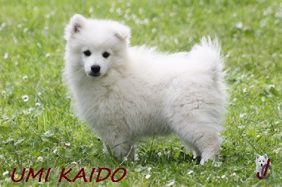 CHIOT collier vert - Umi Kaido