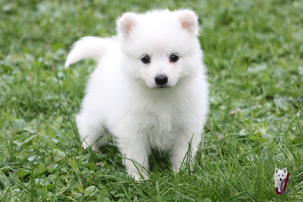 du clos jennyfer - Chiot disponible  - Spitz japonais