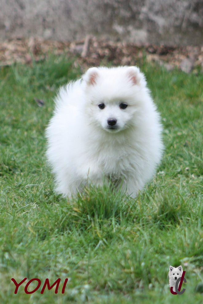 du clos jennyfer - Chiot disponible  - Spitz japonais