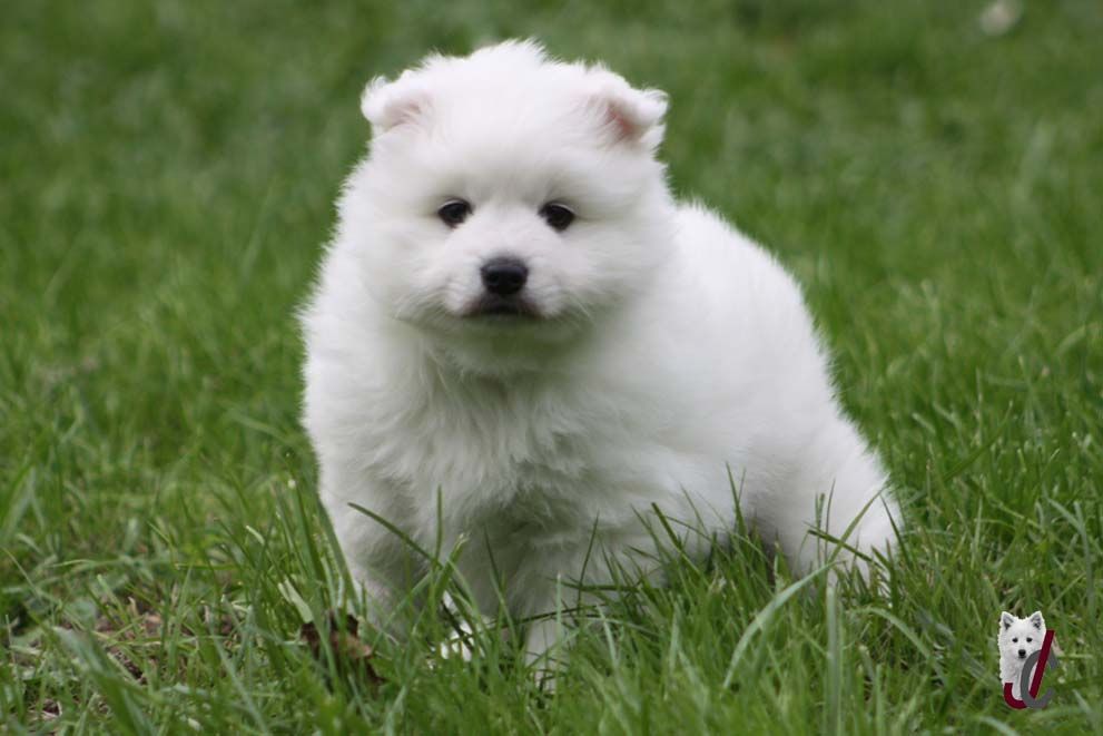 du clos jennyfer - Chiot disponible  - Spitz japonais