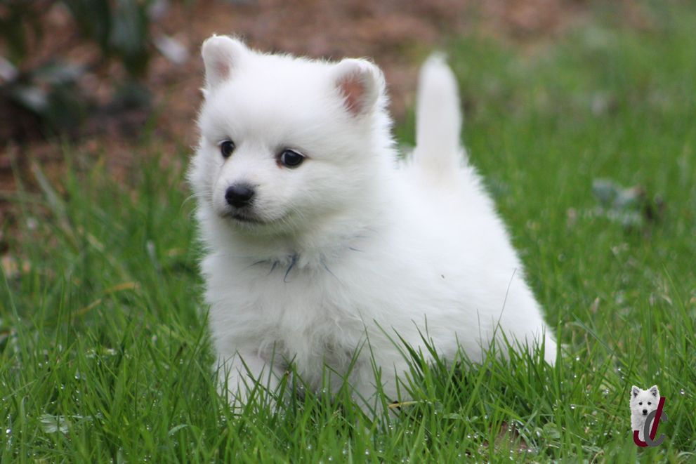 du clos jennyfer - Chiot disponible  - Spitz japonais