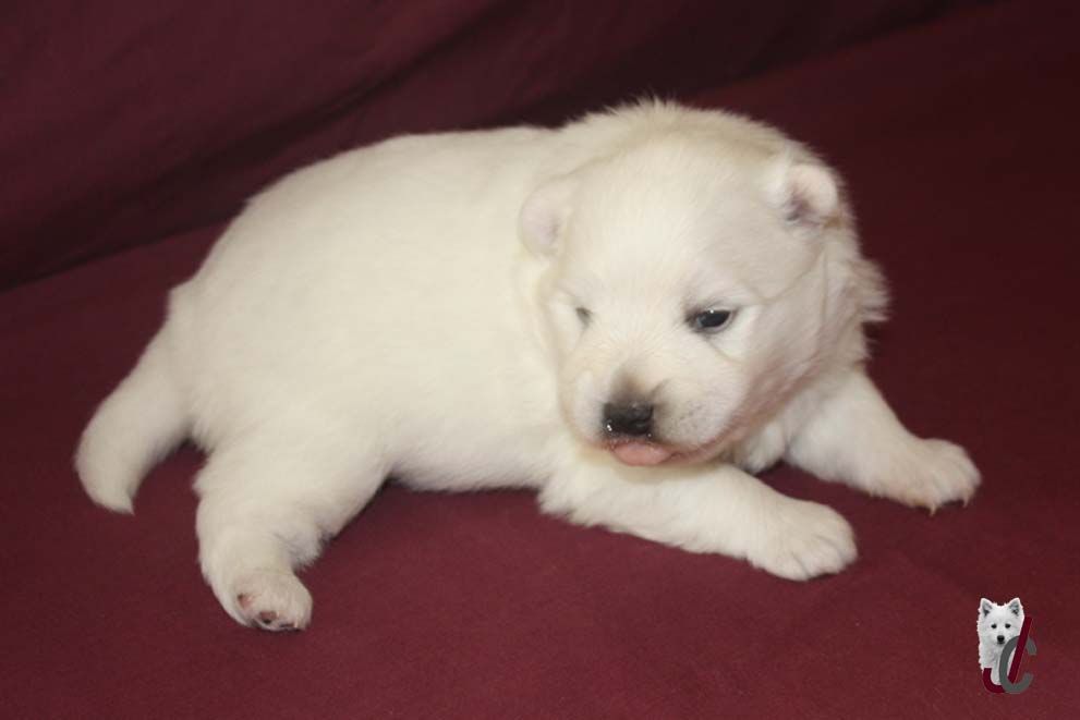 du clos jennyfer - Chiot disponible  - Spitz japonais