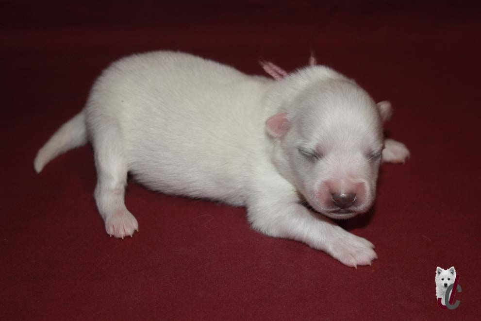 du clos jennyfer - Chiot disponible  - Spitz japonais