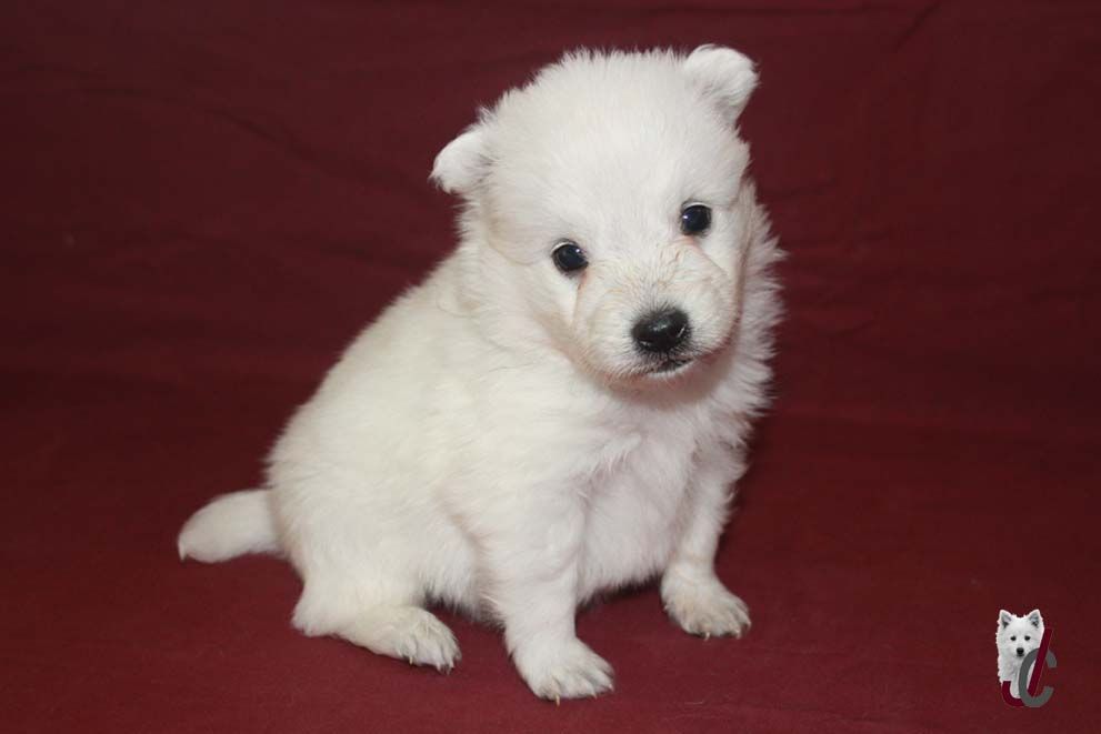 du clos jennyfer - Chiot disponible  - Spitz japonais