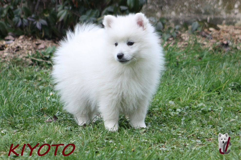 du clos jennyfer - Chiot disponible  - Spitz japonais