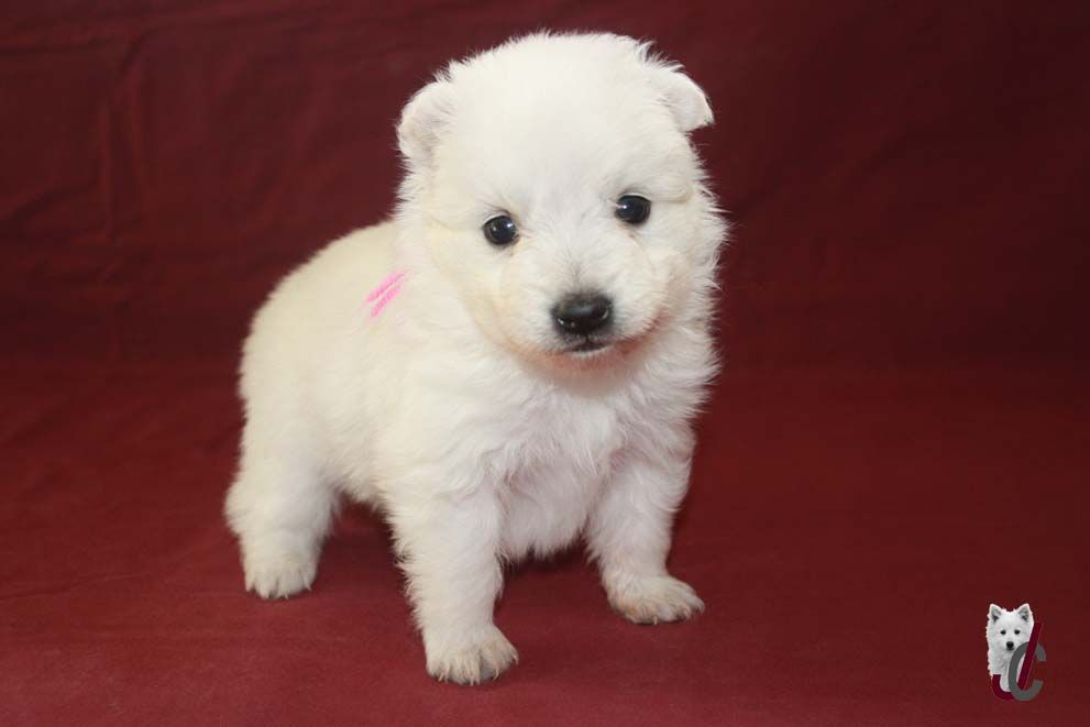 du clos jennyfer - Chiot disponible  - Spitz japonais