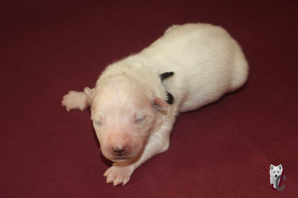 du clos jennyfer - Chiot disponible  - Spitz japonais