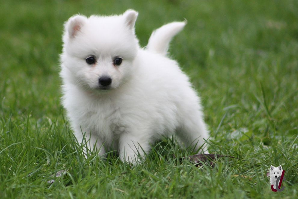 du clos jennyfer - Chiot disponible  - Spitz japonais