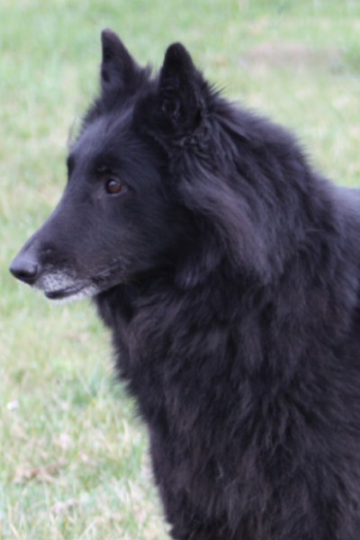 Althéa des loups de la forêt sacrée