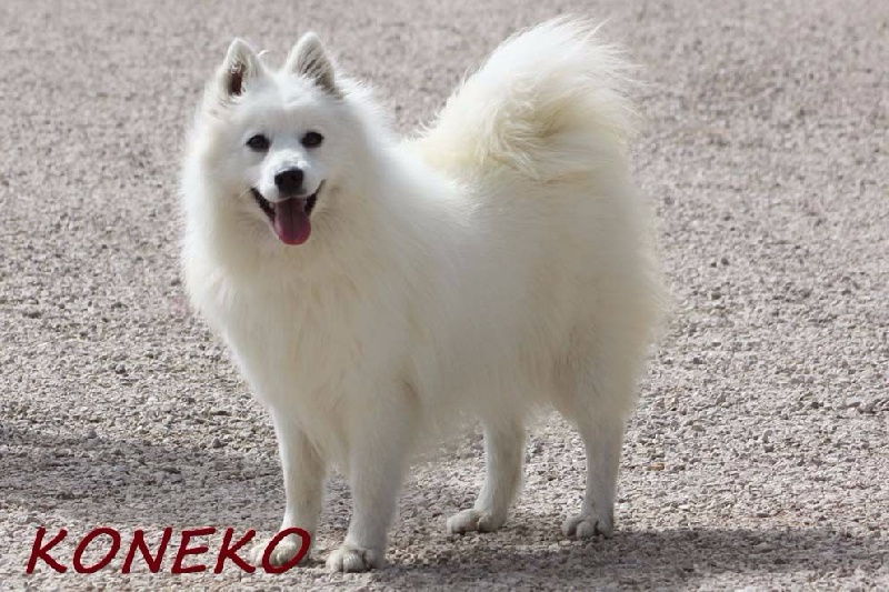 L'koneko du clos jennyfer