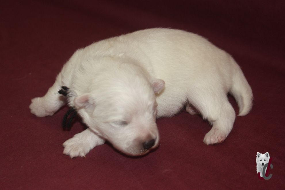 du clos jennyfer - Chiots disponibles - Spitz japonais