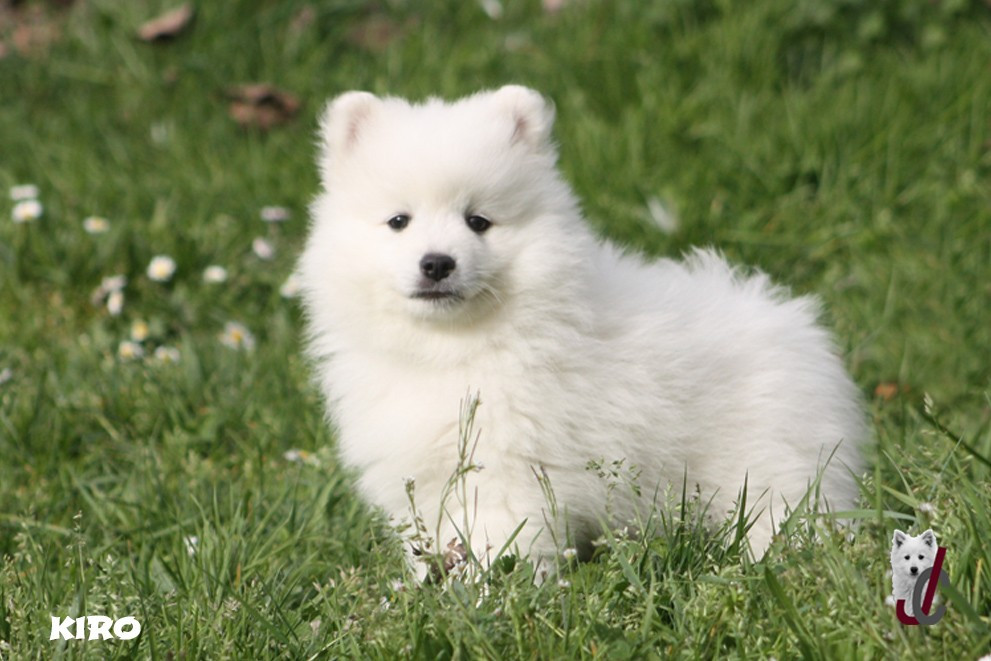 du clos jennyfer - Chiots disponibles - Spitz japonais