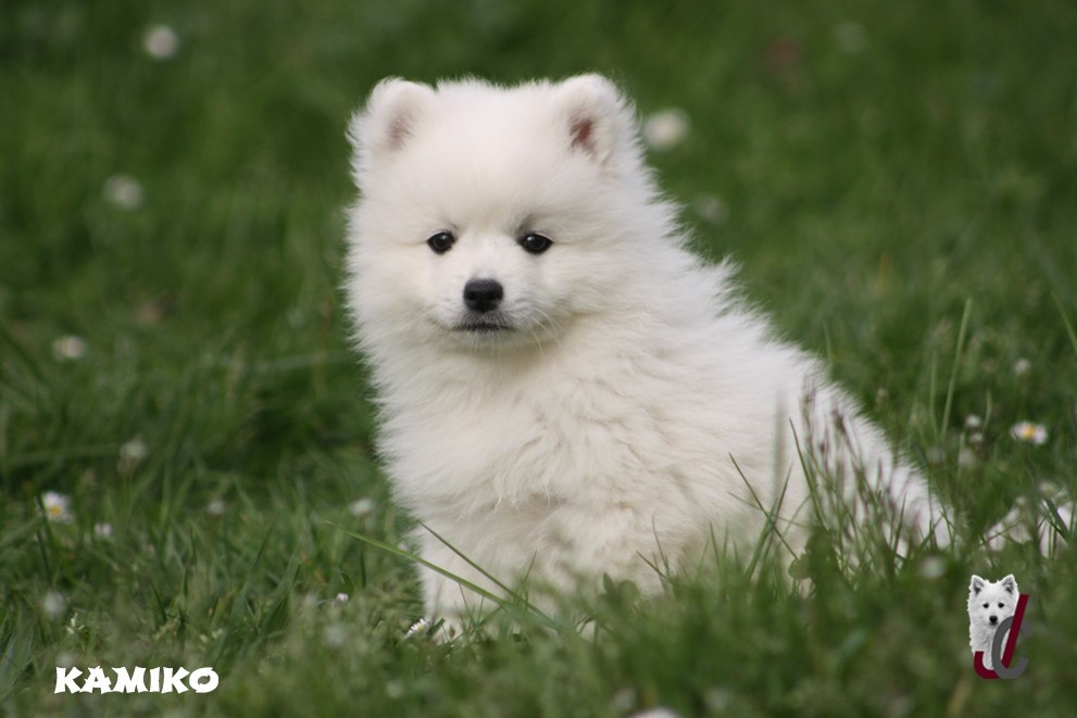 du clos jennyfer - Chiots disponibles - Spitz japonais