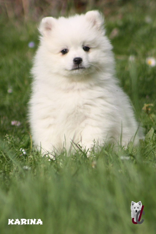 du clos jennyfer - Chiots disponibles - Spitz japonais