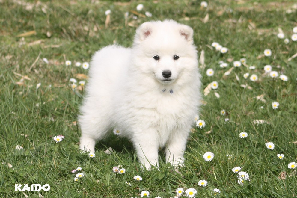 du clos jennyfer - Chiots disponibles - Spitz japonais