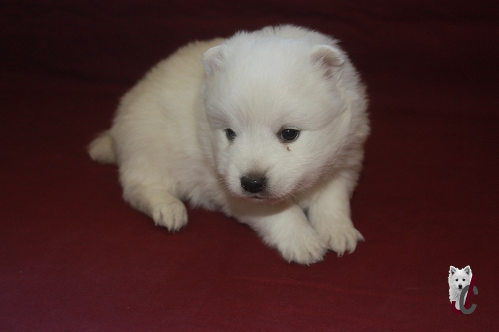 du clos jennyfer - Chiots disponibles - Spitz japonais