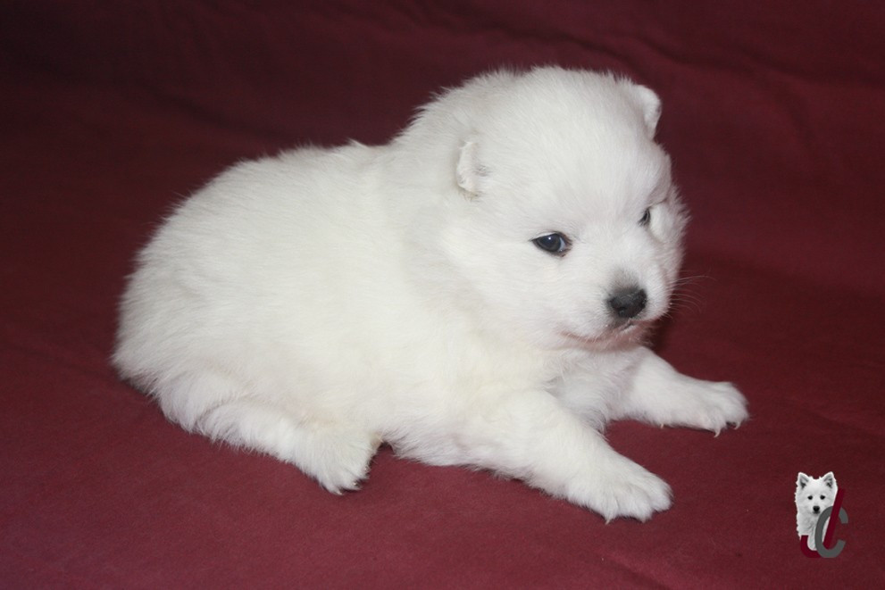 du clos jennyfer - Chiots disponibles - Spitz japonais