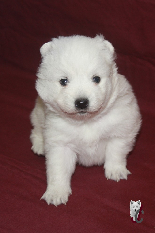 du clos jennyfer - Chiots disponibles - Spitz japonais