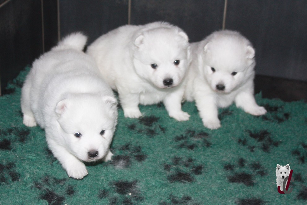 Chiot Spitz japonais du clos jennyfer