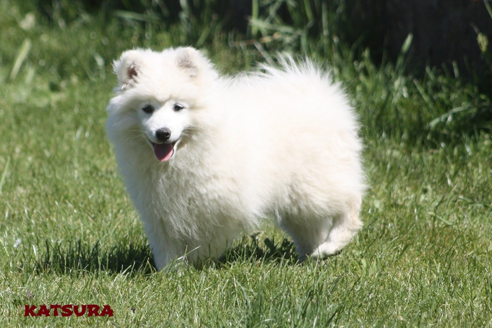 du clos jennyfer - Chiots disponibles - Spitz japonais