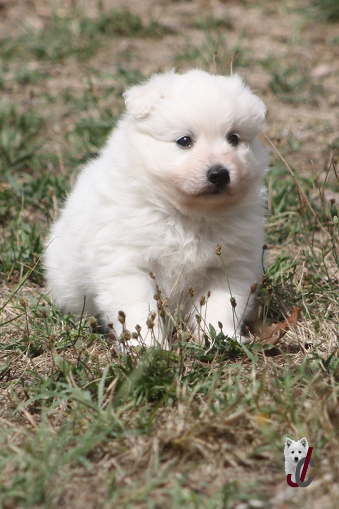 du clos jennyfer - Chiots disponibles - Spitz japonais