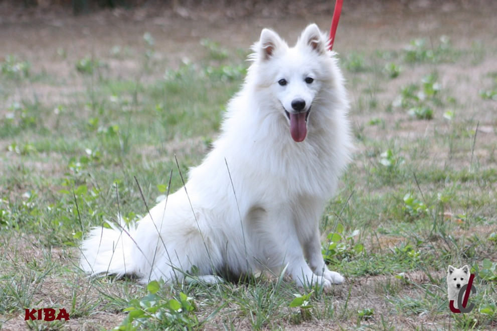 du clos jennyfer - Chiots disponibles - Spitz japonais