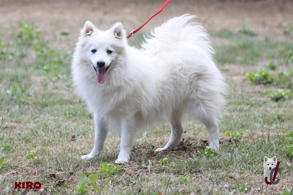 du clos jennyfer - Chiots disponibles - Spitz japonais