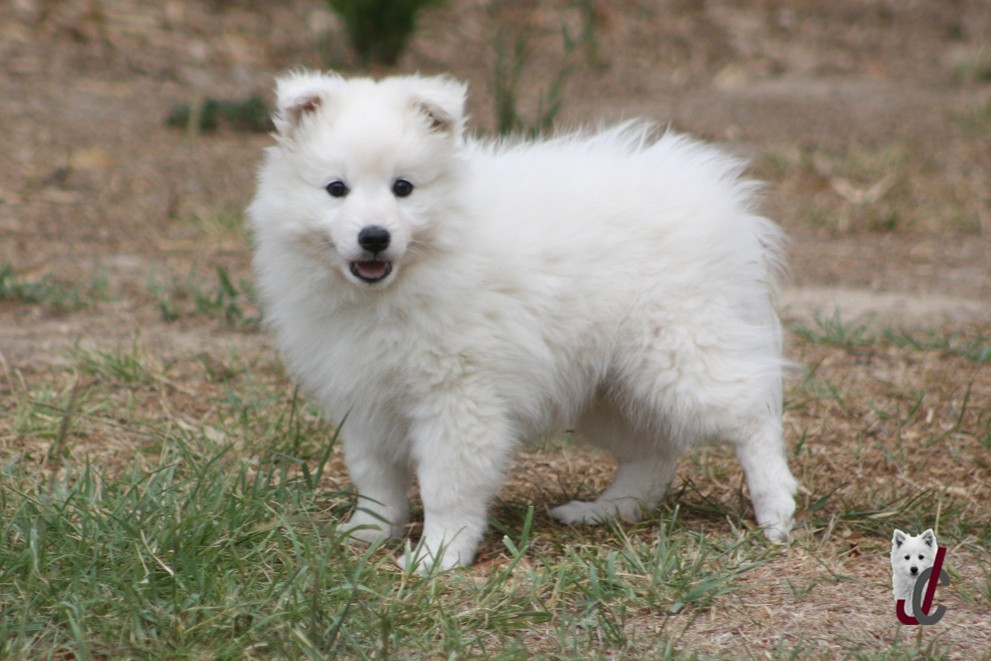 du clos jennyfer - Chiots disponibles - Spitz japonais