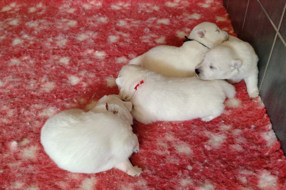 du clos jennyfer - Chiots disponibles - Spitz japonais