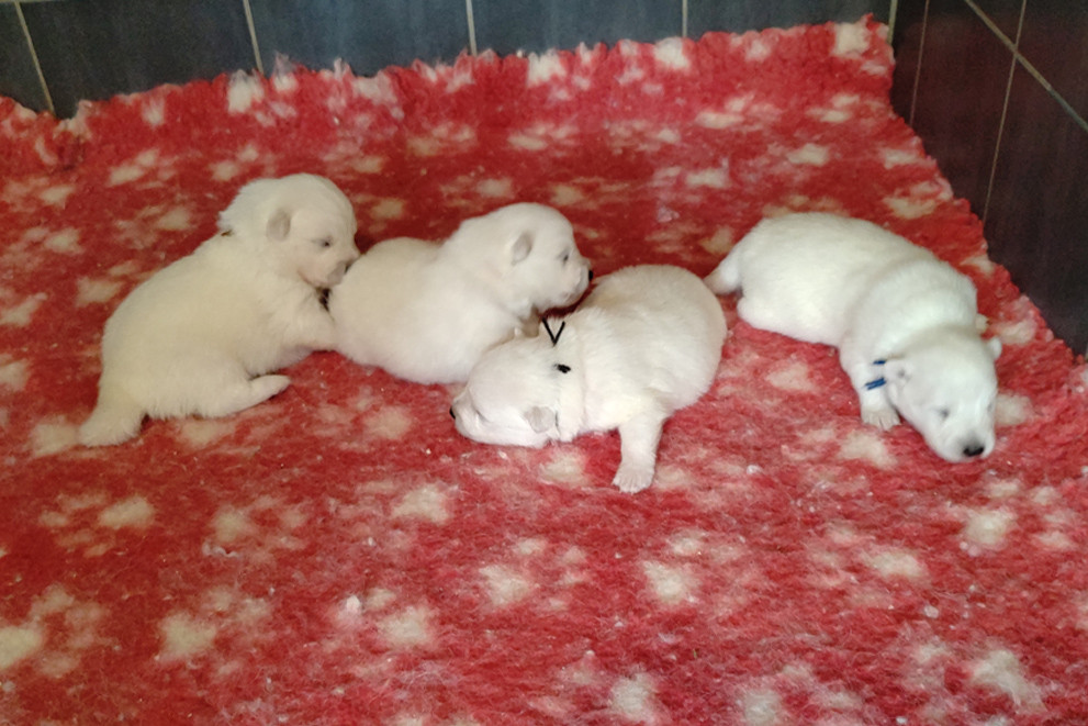 du clos jennyfer - Chiots disponibles - Spitz japonais