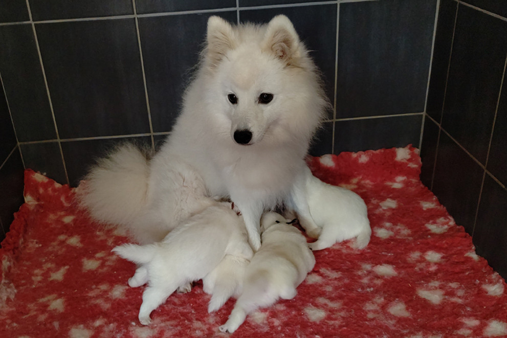 Chiot Spitz japonais du clos jennyfer
