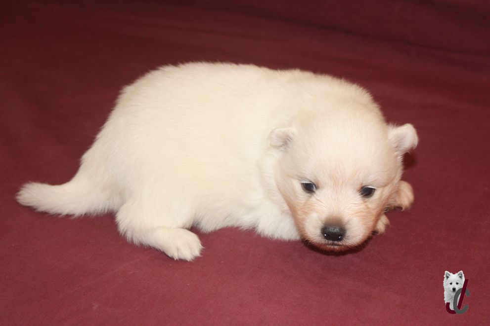 du clos jennyfer - Chiots disponibles - Spitz japonais