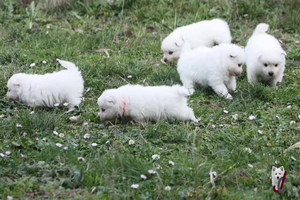 Chiot Spitz japonais du clos jennyfer