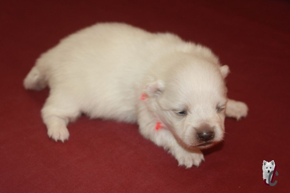 du clos jennyfer - Chiots disponibles - Spitz japonais